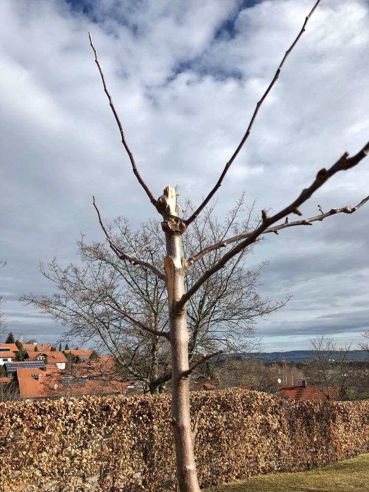 Wieder Baumfrevel auf dem Friedhof – wen stört dieser Apfelbaum?