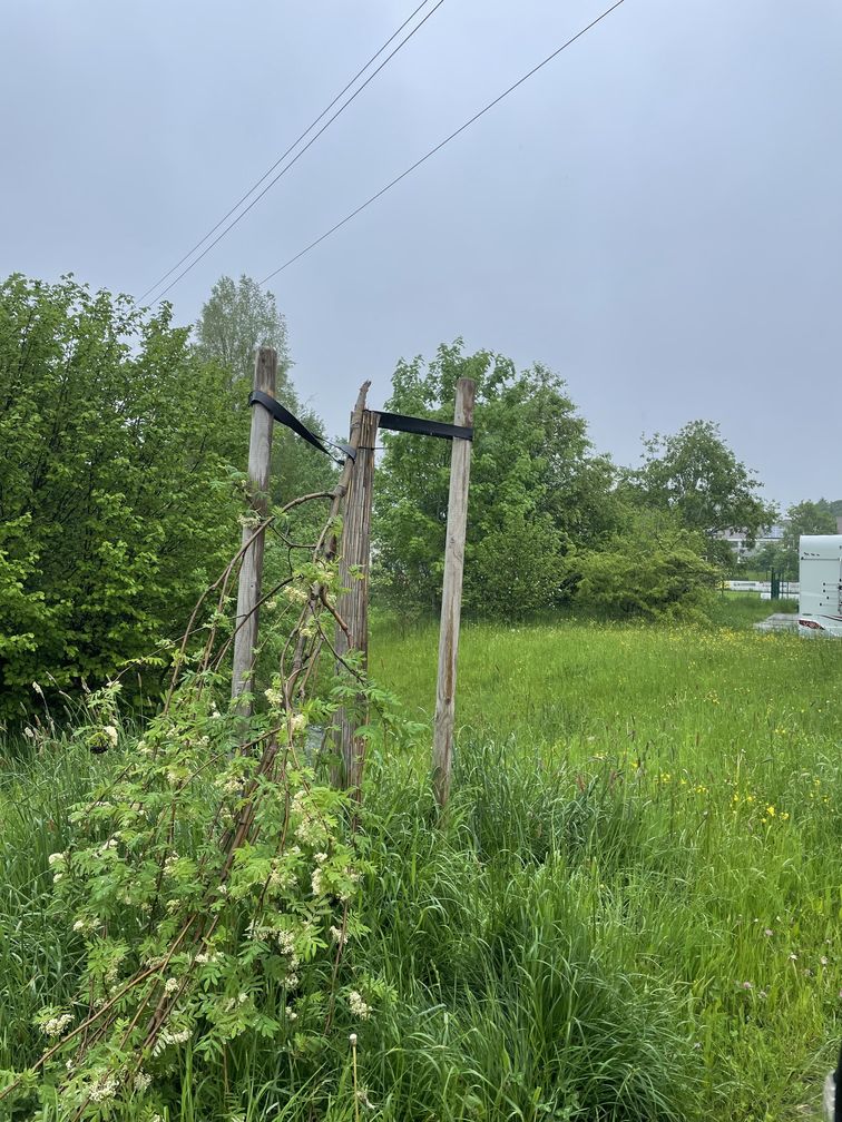 Baumfrevel - schon wieder wurde ein Baum zerstört!