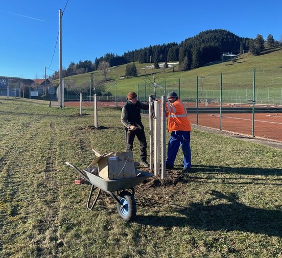 Pflanzaktion für Streuobstbäume