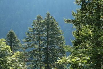 Amt für Ernährung, Landwirtschaft und Forsten - Die Tanne in ihrer Heimat stärken